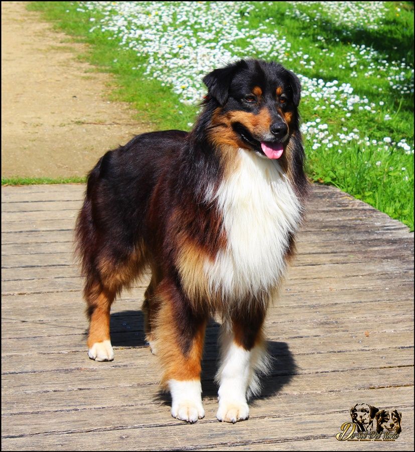 Lord of the two lands djeserkare Du Temple D'hatchepsout