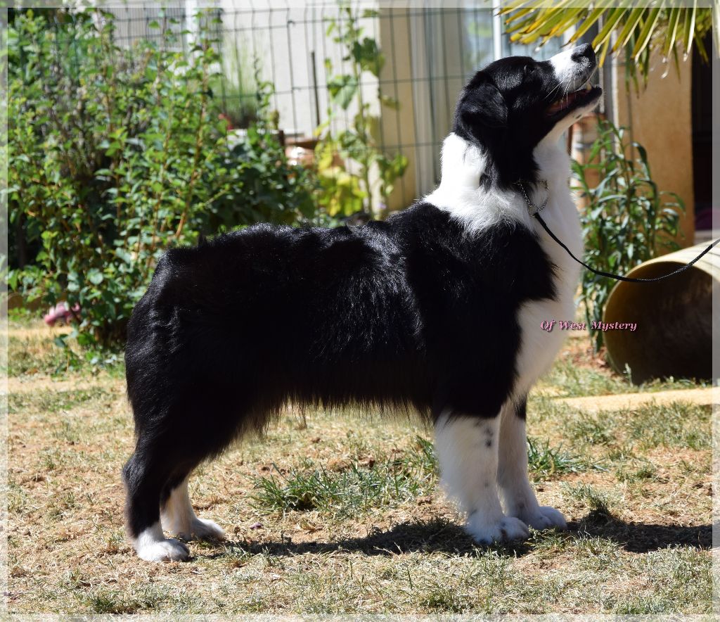 Lower egypt wadjet uraeus Du Temple D'hatchepsout
