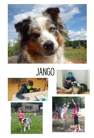 Jango, chien polyvalent